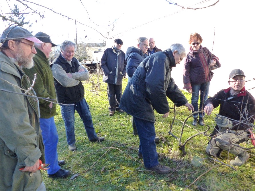 Taille d'une treille basse